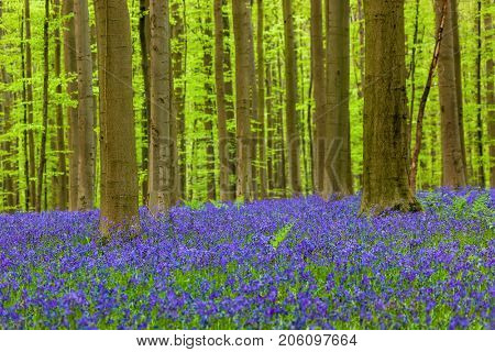 Famous forest Hallerbos in Brussels Belgium - nature background