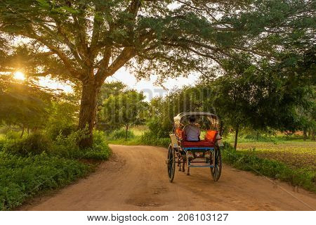 Bagan, Maynmar - October 12, 2016: Unidentified burmese farmer driving an oxcart during sunrise in Bagan, Myanmar.