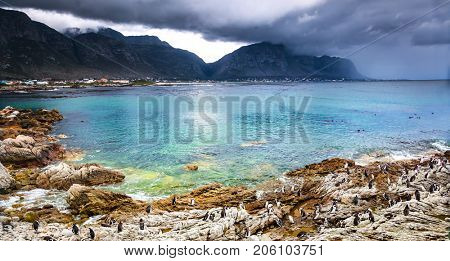 Beautiful landscape of Betty's Bay, many wild little penguins on the rocky shore, amazing beauty of a African nature, exotic traveling, South Africa