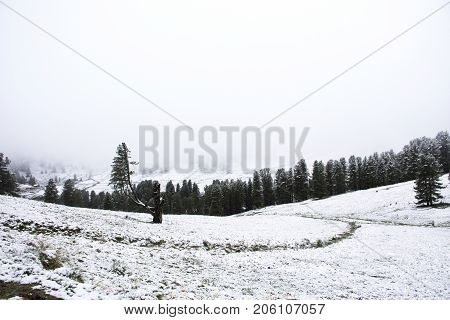 View Landscape Snow Snowing Covered On Alpine Tree At Top Of Mountain