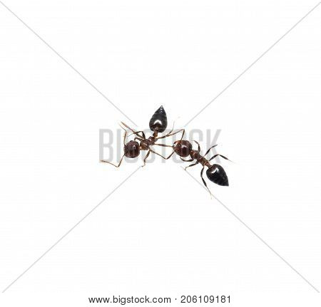 ant on a white background. macro . Photos in the studio