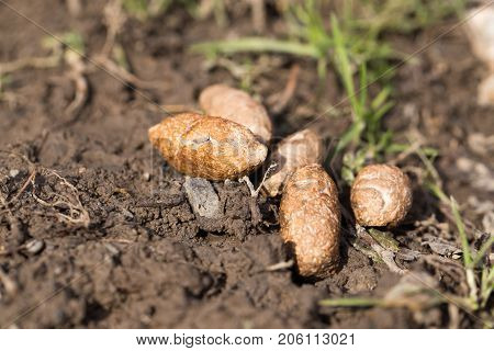 dog feces . In the park in nature
