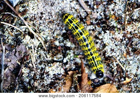 Yellow and black caterpillar on forest floor in autumn.