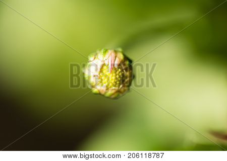 flower seedlings. macro . In the park in nature