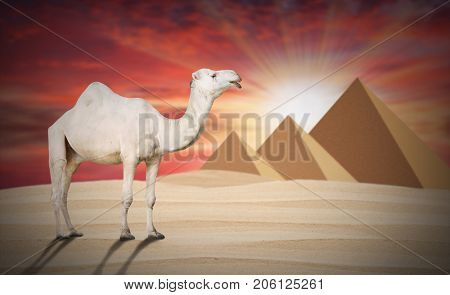 The Arabian camel - Camelus dromedarius on the desert against pyramid. Greeting from holidays in Egypt.