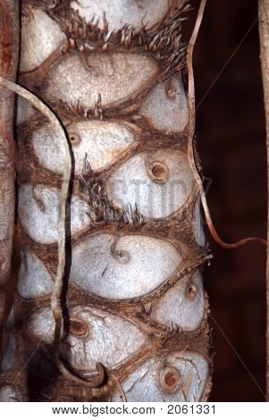 Trunk2