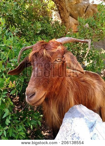 Mountain goat on a stone among trees on rock in a mountainous area. Photographed on ntainous area. Photographed on the island KAMERIYE ADASI island