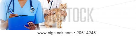 Cat and veterinarian doctor