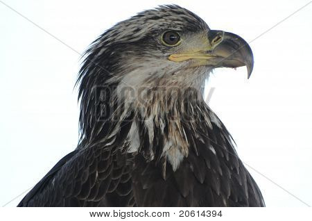 Unga Eagle nära upp