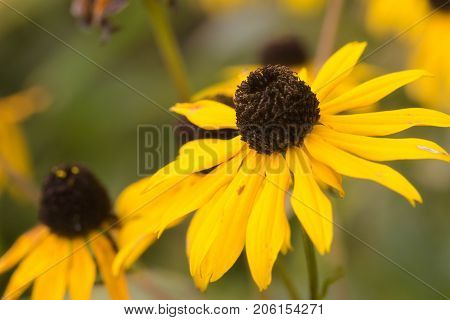 Macro shot of a yellow flower background