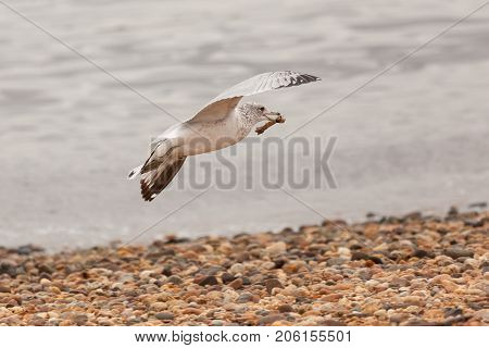 Seagull Flying With Chicken Bone