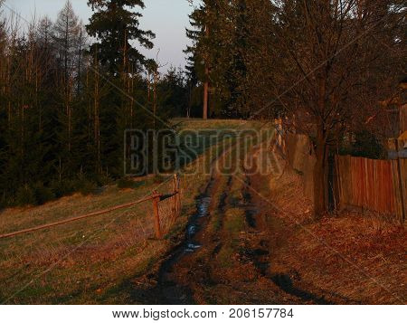 The muddy path to the forest in the early evening