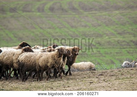 Shepherd Drives On The Mountain Route An Attara Of Sheep, The Desert Mountain Area, Gazakh Azerbaija