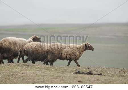 Shepherd Drives On The Mountain Route An Attara Of Sheep, The Desert Mountain Area, Gazakh Azerbaija