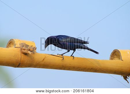 Cyanoloxia Brissonii Bird Also Known As Azulao In Brazil