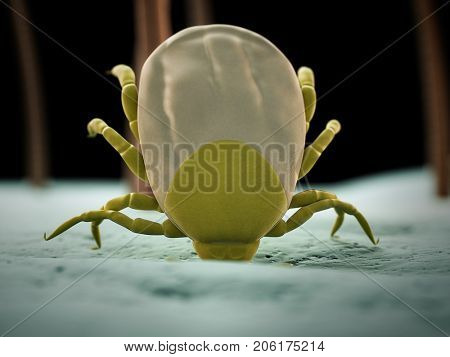 medically accurate 3d rendering of a tick