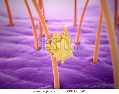 medically accurate 3d rendering of a pubic louse