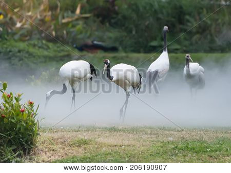 Red-Crowned crane