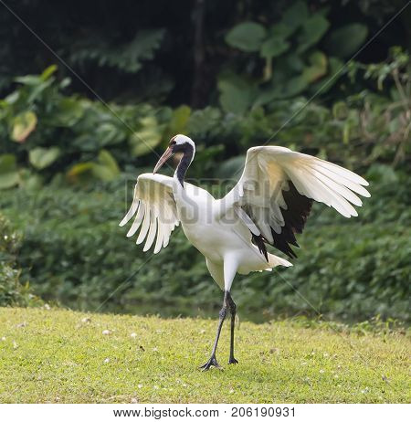 Red-Crowned crane