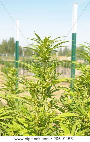 Medical Cannabis crop almost ready for harvesting on a legal grow farm in Washington state