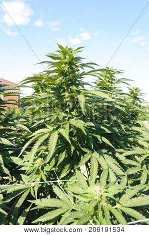 Medical Cannabis crop almost ready for harvesting on a legal grow farm in Washington state
