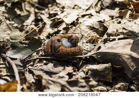 Arion lusitanicus with larva in the woods