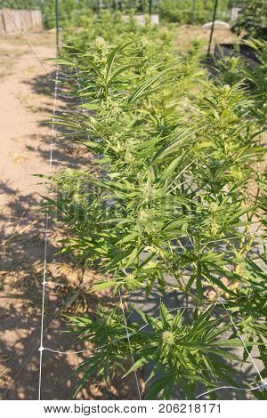 Medical Cannabis crop almost ready for harvesting on a legal grow farm in Washington state