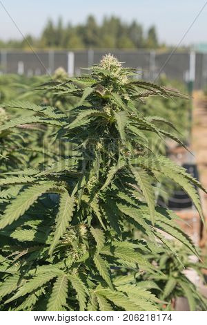 Medical Cannabis crop almost ready for harvesting on a legal grow farm in Washington state