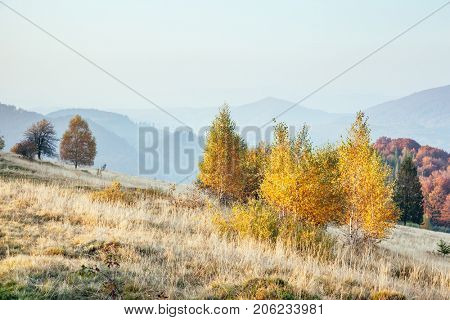 Majestic image of birches in sunny beams at magical valley. Gorgeous and picturesque morning scene. Red and yellow leaves. Location place Carpathians, Sheshory resort, Ukraine, Europe. Beauty world.