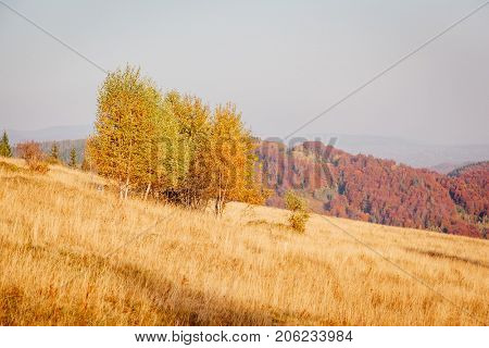 Majestic image of birches in sunny beams at magical valley. Gorgeous and picturesque morning scene. Red and yellow leaves. Location place Carpathians, Sheshory resort, Ukraine, Europe. Beauty world.