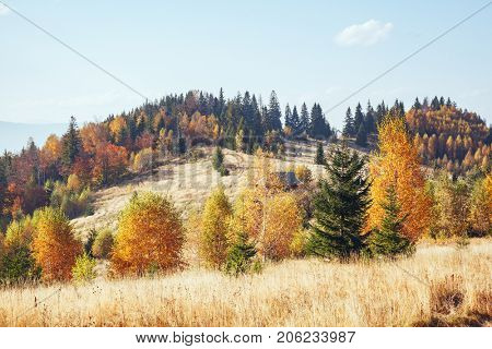 Majestic image of birches in sunny beams at magical valley. Gorgeous and picturesque morning scene. Red and yellow leaves. Location place Carpathians, Sheshory resort, Ukraine, Europe. Beauty world.