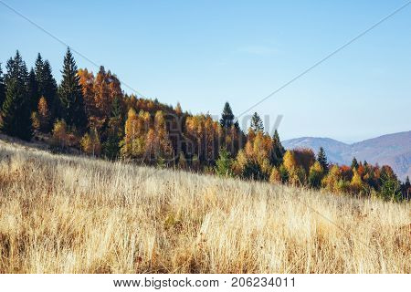 Stunning image of the bright hills in sunny beams. Gorgeous and picturesque morning scene. Red and yellow leaves. Location place Carpathians, Sheshory resort, Ukraine, Europe. Warm tone. Beauty world