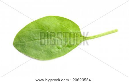Fresh spinach leaf on white background