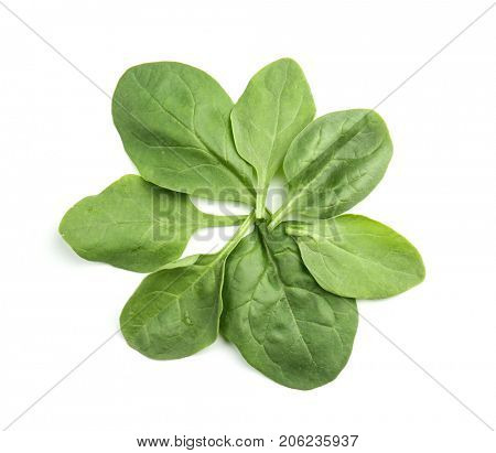 Fresh spinach leaves on white background
