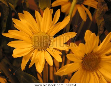 Gul blomst