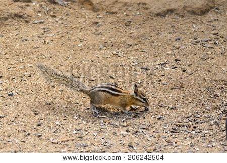 closeup of a Chipmunk scavenging for food