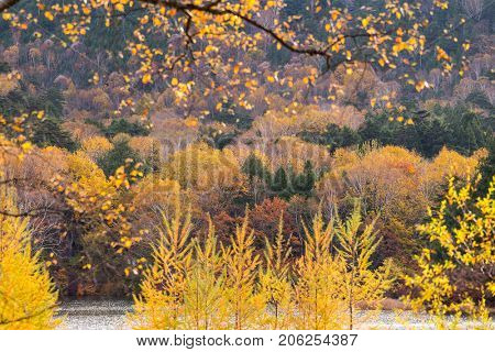 Autumn landscape in Nikko