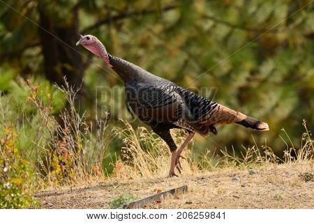 Closeup of male Wild Turkey in the forest