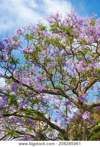 Black Poui Or Jacaranda Mimosifolia