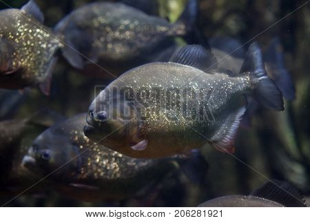 Red piranha (Pygocentrus nattereri), also known as the red-bellied piranha.