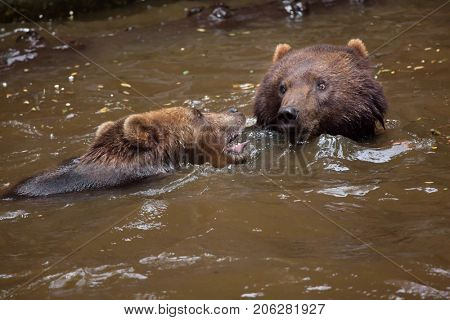 Kamchatka brown bears (Ursus arctos beringianus), also known as the Far Eastern brown bears fighting in water.