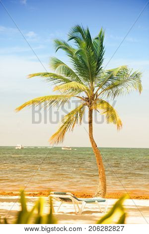 Palm tree with coconuts against the blue sky.