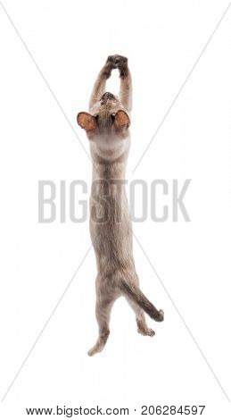 Tortie point Siamese kitten leaping up, trying to grab something in the air; on white
