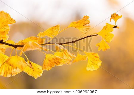 Ginkgo trees in Autumn in Tokyo Japan
