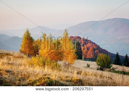 Majestic image of birches in sunny beams at magical valley. Gorgeous and picturesque morning scene. Red and yellow leaves. Location place Carpathians, Sheshory resort, Ukraine, Europe. Beauty world.