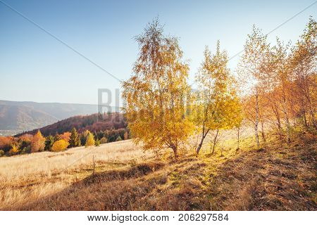 Majestic image of birches in sunny beams at magical valley. Gorgeous and picturesque morning scene. Red and yellow leaves. Location place Carpathians, Sheshory resort, Ukraine, Europe. Beauty world.