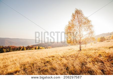 Majestic image of birches in sunny beams at magical valley. Gorgeous and picturesque morning scene. Red and yellow leaves. Location place Carpathians, Sheshory resort, Ukraine, Europe. Beauty world.
