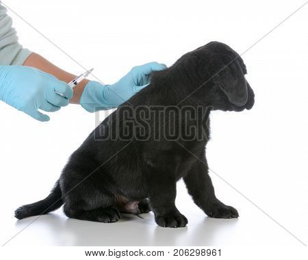 labrador retriever puppy getting vaccinated on white background