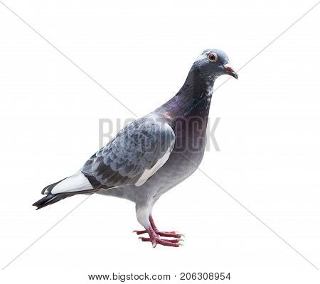 close up full body of homing pigeon bird isolated white background