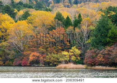 Autumn leaves at Yuno lake